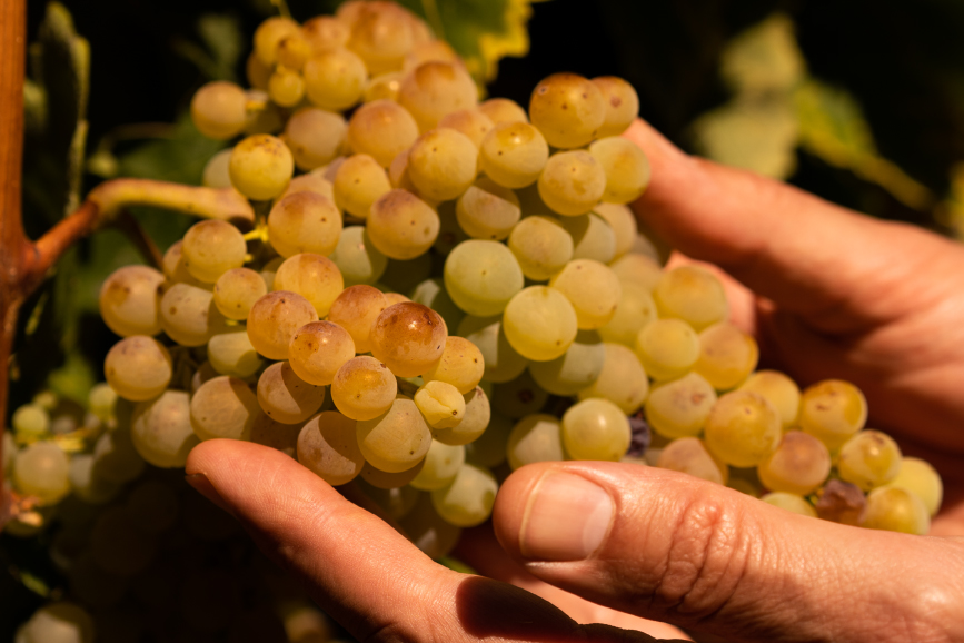 Bodegas Franco-Españolas obtiene la certificación SWfCP, reafirmando su compromiso con la sostenibilidad frente al cambio climático.